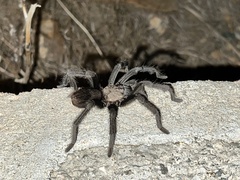 Aphonopelma joshua