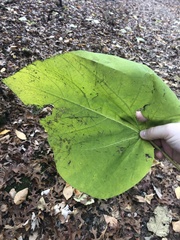 Catalpa speciosa