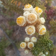 Helichrysum