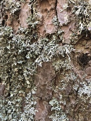 Pseudevernia furfuracea