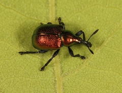 Byctiscus populi