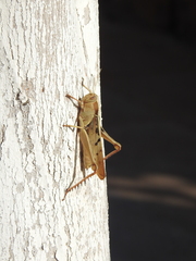 Acanthacris ruficornis