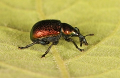 Byctiscus populi