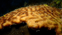 Chondrilla caribensis