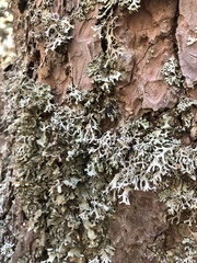 Pseudevernia furfuracea