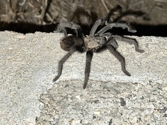 Aphonopelma joshua