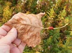 Pemphigus obesinymphae