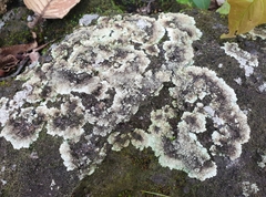 Arctoparmelia centrifuga