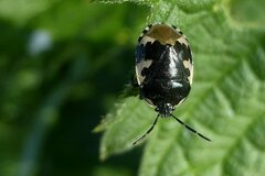 Tritomegas bicolor