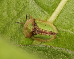 Cassida vibex