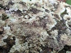 Arctoparmelia centrifuga