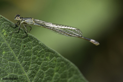 Ischnura