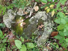 Arctoparmelia centrifuga