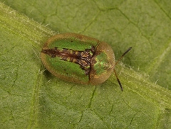 Cassida vibex