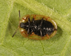 Cassida vibex
