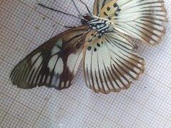 Pseudacraea lucretia