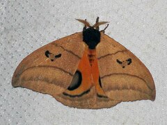Automeris curvilinea