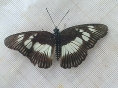 Pseudacraea lucretia