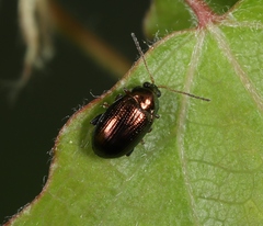 Crepidodera aurea