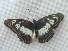 Pseudacraea lucretia