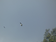 Pseudastur albicollis