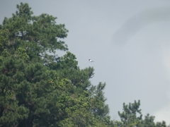 Pseudastur albicollis