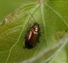 Crepidodera aurea