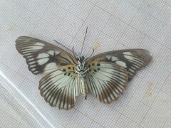 Pseudacraea lucretia