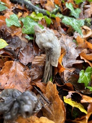 Helvella lacunosa