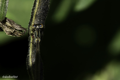 Ischnura