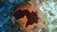 Chondrilla caribensis