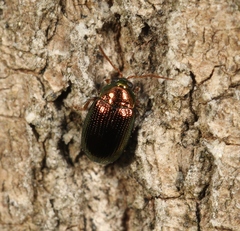 Crepidodera aurea
