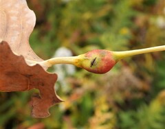 Pemphigus obesinymphae