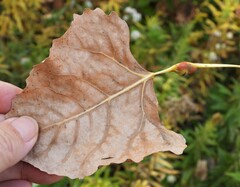 Pemphigus obesinymphae