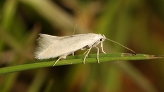 Elachista argentella