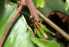 Chloropseustes