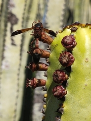 Delta dimidiatipenne