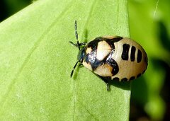 Tritomegas bicolor
