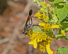 Ammophila procera