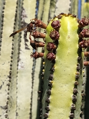 Delta dimidiatipenne
