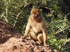 Macaca sylvanus