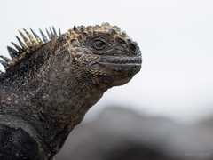 Amblyrhynchus cristatus