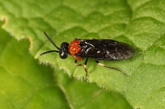 Eutomostethus ephippium
