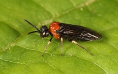 Eutomostethus ephippium