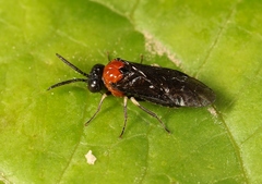 Eutomostethus ephippium