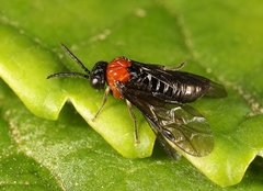Eutomostethus ephippium