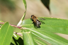 Helophilus eristaloidea