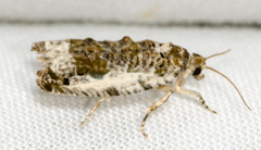 Proteoteras naracana