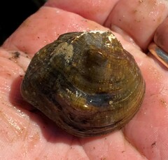 Obliquaria reflexa