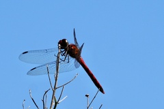 Sympetrum darwinianum